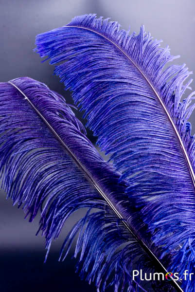 Struzzo tagliato - 50-60 cm - mirtillo